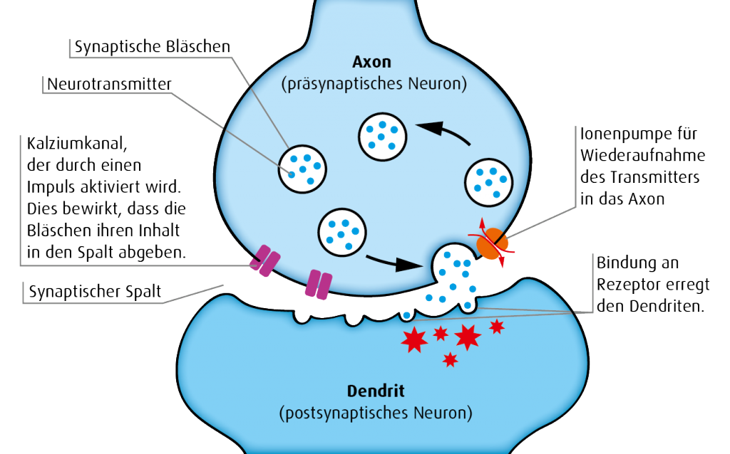 Funktion von Neurotransmittern